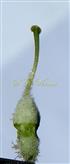  Pistil